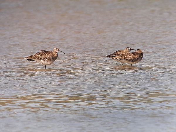 Courlis corlieu  - Franz Stoll