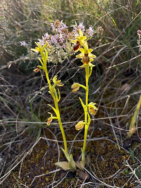 Ophrys araneola  - Philippe Altot