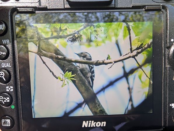 Picchio rosso minore  - Jessica Peruzzo