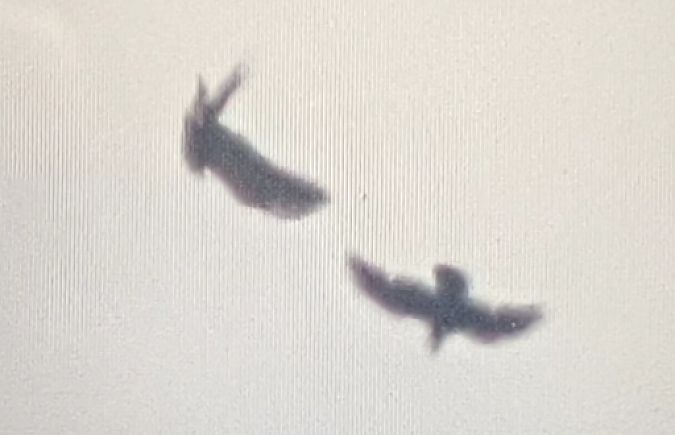 orlik grubodzioby  - Michał Polakowski