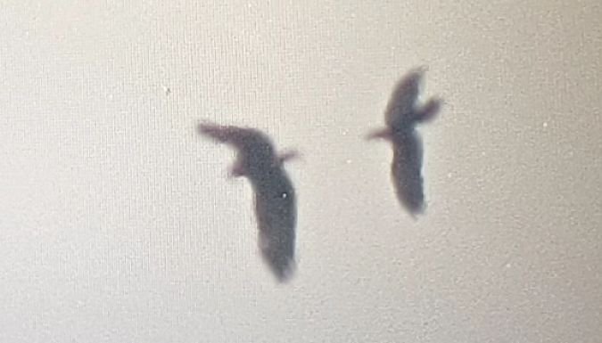 orlik grubodzioby  - Michał Polakowski