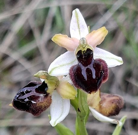 Ophrys passionis 