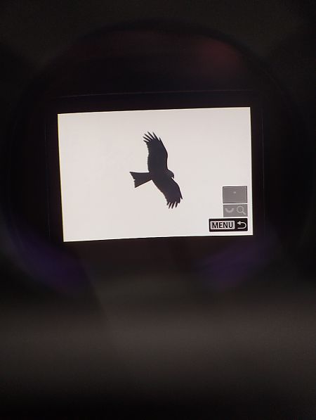 Nibbio bruno  - Tommaso Bonora