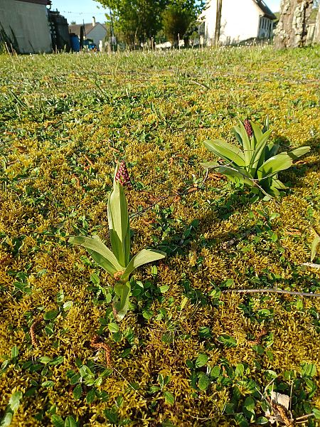 Orchis purpurea  - Hervé Georget