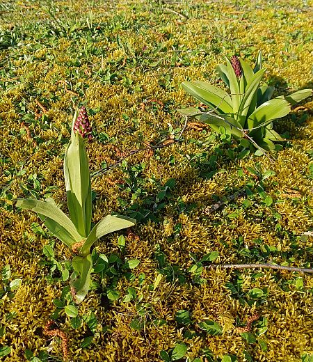 Orchis purpurea  - Hervé Georget