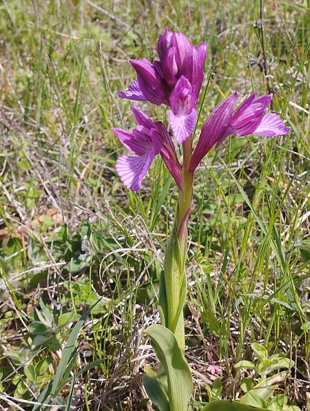 Anacamptis papilionacea var. expansa  - Gérard Joseph