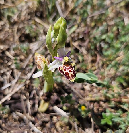 Ophrys scolopax  - Géraldine Le Duc
