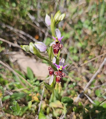 Ophrys scolopax  - Géraldine Le Duc