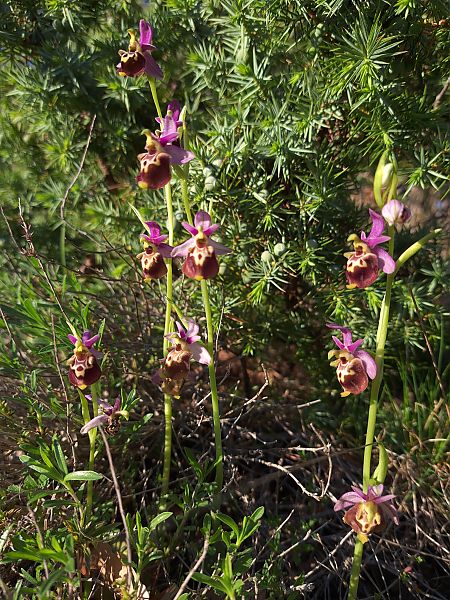 Ophrys fuciflora subsp. druentica  - Emmanuel Cosson