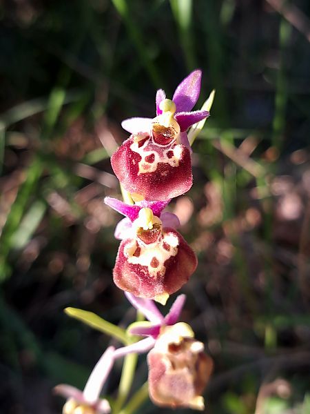 Ophrys fuciflora subsp. druentica  - Emmanuel Cosson