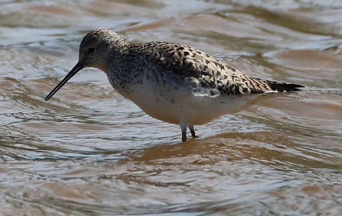 Chevalier stagnatile  - Robert Berger