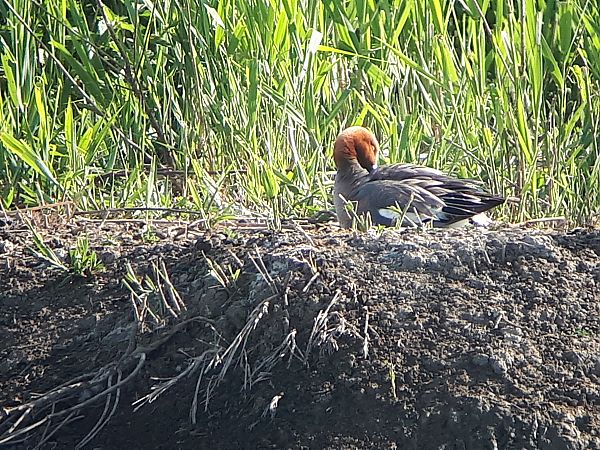 Fischione  - Lino Lipparini