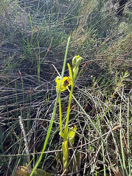 Ophrys lutea  - Pep Sole