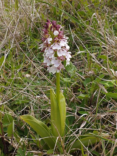 Orchis purpurea  - Gérard Joseph