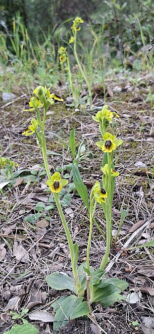 Ophrys lutea 