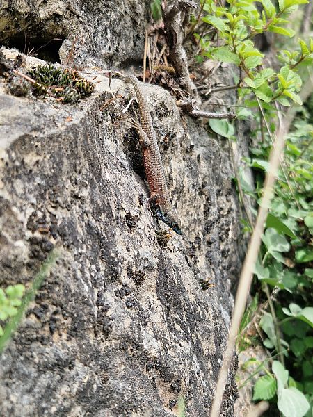 Algiroide magnifico  - Samuel Desbrosses