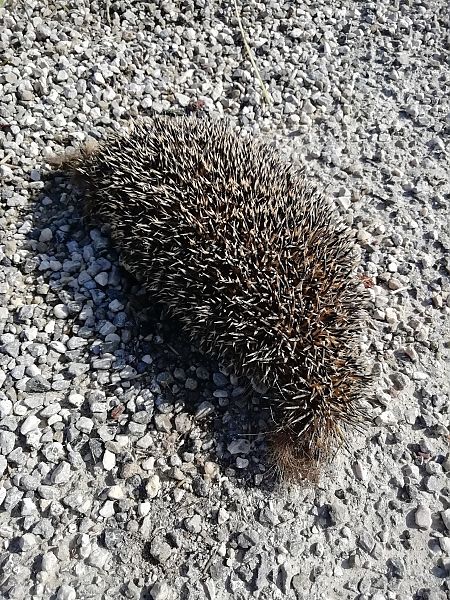 Riccio europeo  - Massimo Bozza