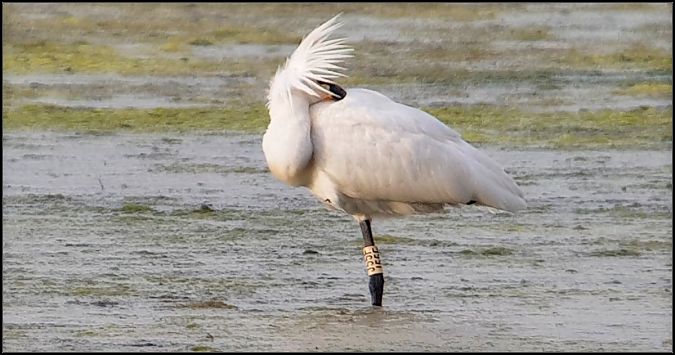 Spatola  - Giuseppe Di Lieto