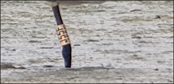 Spatola  - Giuseppe Di Lieto