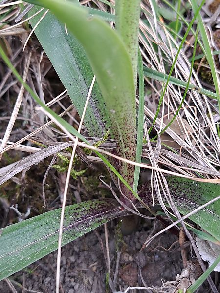 Orchis ovalis  - Emmanuel Cosson