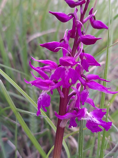 Orchis ovalis  - Emmanuel Cosson