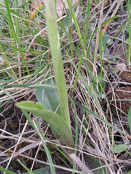 Orchis ovalis  - Emmanuel Cosson