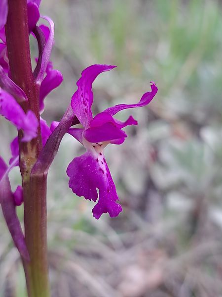 Orchis ovalis  - Emmanuel Cosson