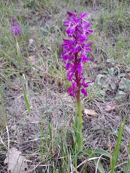 Orchis ovalis  - Emmanuel Cosson