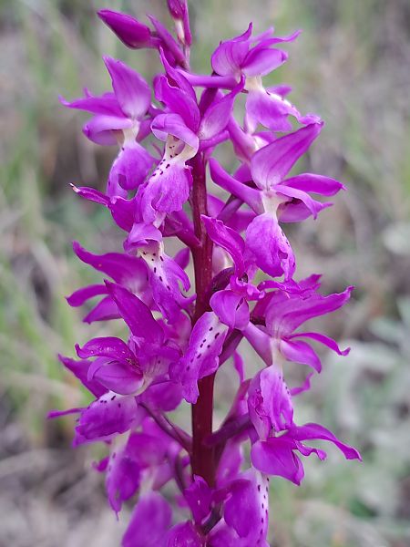 Orchis ovalis  - Emmanuel Cosson