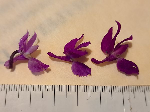 Orchis ovalis  - Emmanuel Cosson