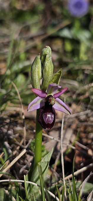 Ophrys drumana  - Claire Perrachon