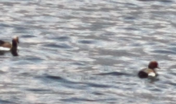 Fistione turco  - Johannes Freudenberger