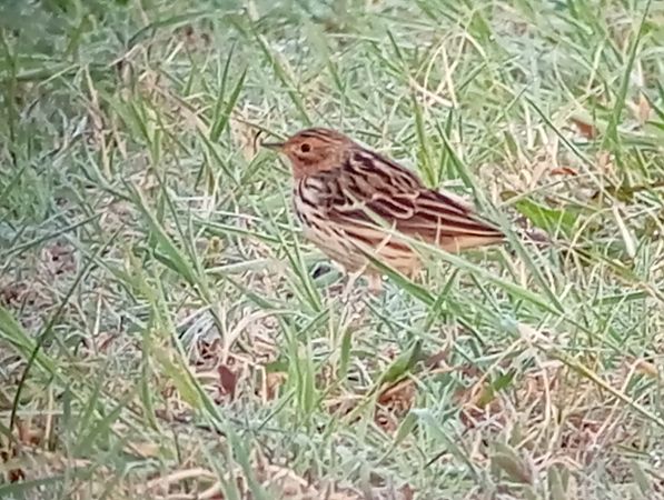 Piula gola-roja  - Joan Ventura