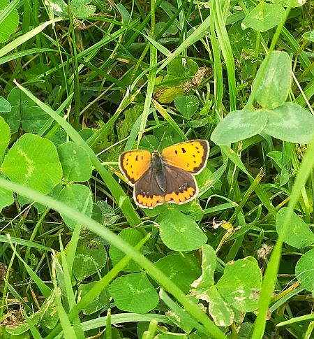 Lycaena dispar  - Simone Balbo