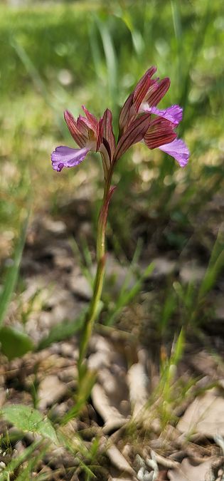 Anacamptis papilionacea  - Claire Perrachon