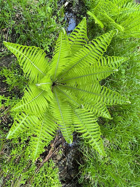 Matteuccia struthiopteris  - Mirko Tomasi