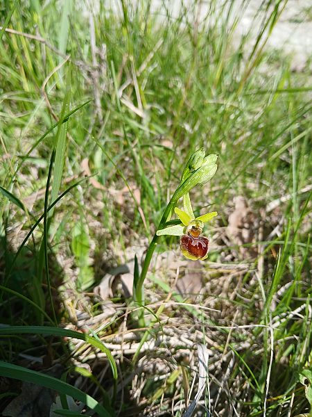 Ophrys sphegodes  - Alain Falvard