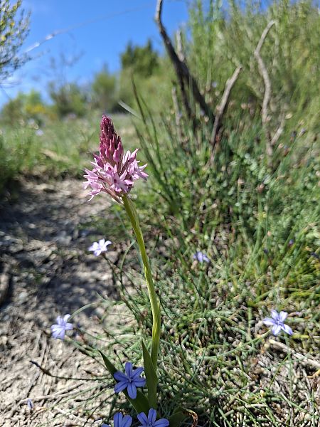 Anacamptis pyramidalis  - Olivier Debré