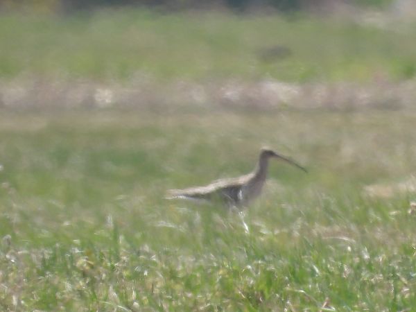 Grosser Brachvogel  - Krystyna Kowalska