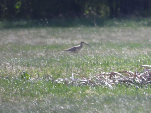 Grosser Brachvogel  - Krystyna Kowalska