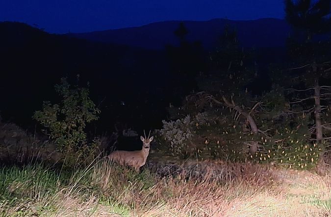 Capriolo  - Renato Cottalasso