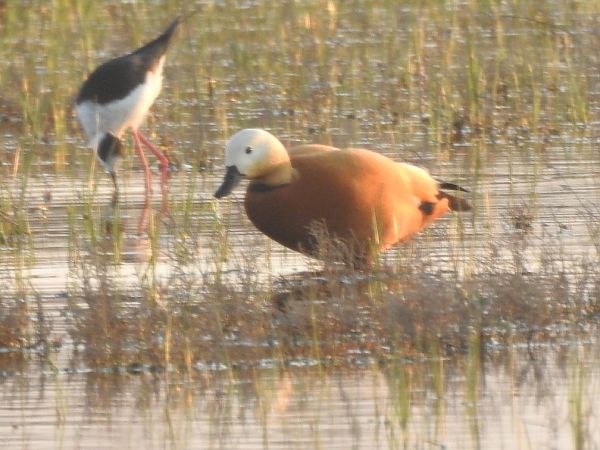 Ànec canyella  - Jordi Roura