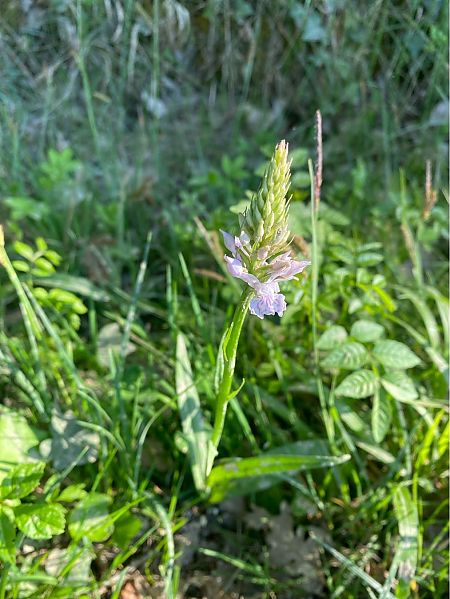 Dactylorhiza maculata  - Catherine Lafaysse-Laurette