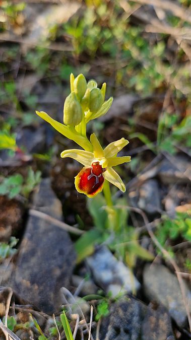 Ophrys araneola  - Bruno Souny
