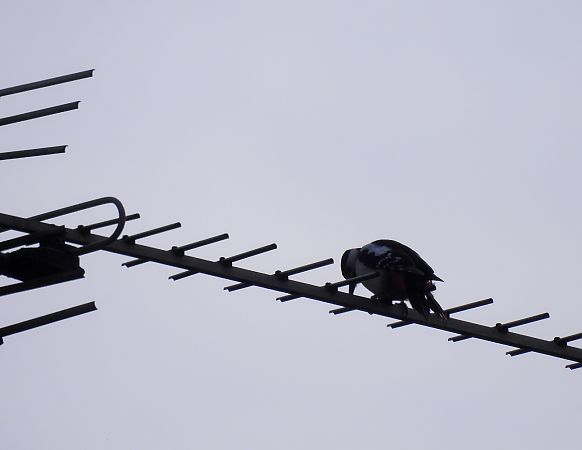 dzięcioł duży  - Natalia Gorczowska