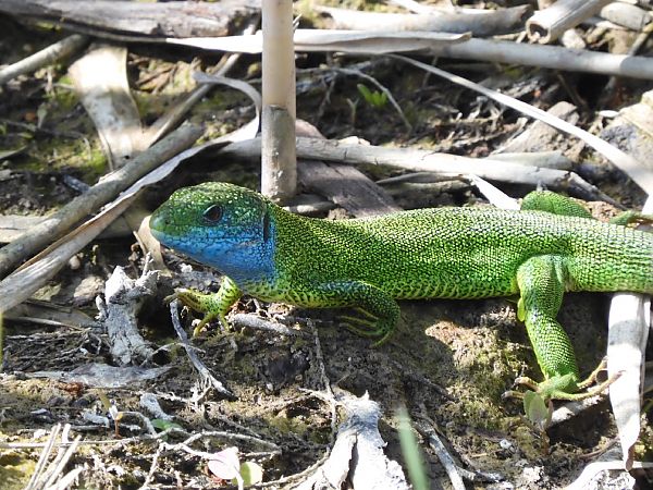 Ramarro orientale / occidentale  - Johannes Diebold