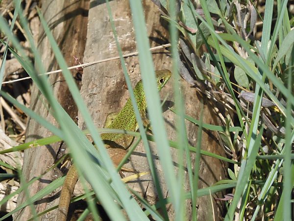 Ramarro orientale / occidentale  - Johannes Diebold