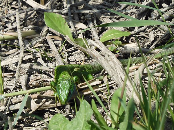 Ramarro orientale / occidentale  - Johannes Diebold