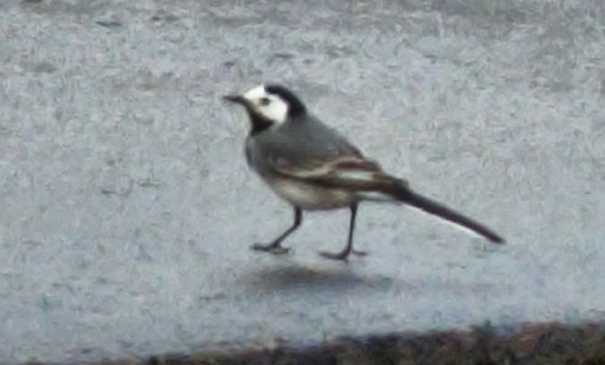 Ballerina bianca  - Johannes Freudenberger