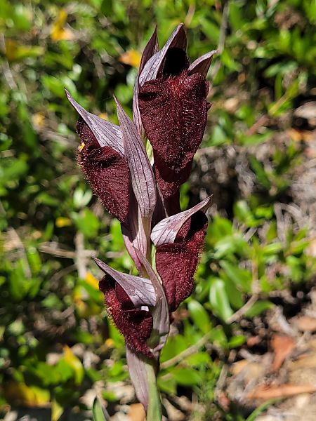 Serapias cordigera  - Thomas Lux